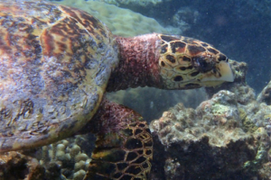 Turt Amro, hawksbill, adopted for Amro by Raya Ahmed Mansoor. Hawksbill, Komandoo North, Lhaviyani Atoll, Maldives. I mage.