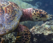 Hawksbill, Komandoo North, Lhaviyani Atoll, Maldives. I mage.