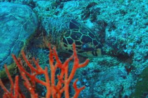 Raphaelle, hawksbill, adopted by Raphaelle Hawksbill turtle, Fushifaru Thila, Lhaviyani, Maldives.. Image.