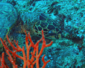 Hawksbill turtle, Fushifaru Thila, Lhaviyani, Maldives.. Image.