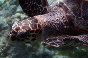 Shelly, hawksbill, adopted for Christina & Christopher by Michael. HChristina & Christopherawksbill turtle, Makunudhoo, North Malé Atoll, Maldives. Image.