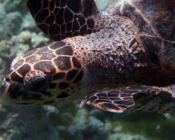HChristina & Christopherawksbill turtle, Makunudhoo, North Malé Atoll, Maldives. Image.