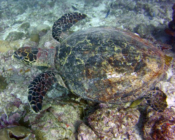 Protect sea turtles with a gift adoption.