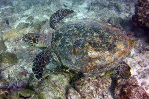 Larry, hawksbill, adopted for Rene by Caroline Kapfinger Protect sea turtles with a gift adoption.