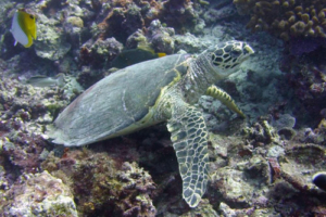 Tim, hawksbill, adopted for Time Hawksbill, Anemone Thila, Lhaviyani Atoll, Maldives. Image.