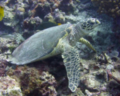 Hawksbill, Anemone Thila, Lhaviyani Atoll, Maldives. Image.