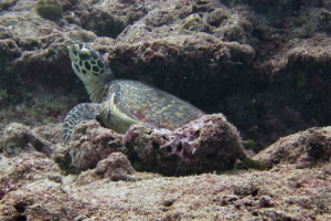 Maya-Rosa, hawksbill, adopted for Maya-Rosa by Miss C A Cattlin-Jones Protect sea turtles with a gift adoption.