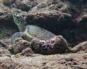 Protect sea turtles with a gift adoption.