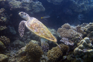 Te Fiti, hawksbill, adopted for Siena by Christopher Steadman Protect sea turtles with a gift adoption.