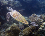 Protect sea turtles with a gift adoption.