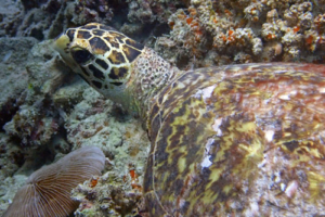 Ajaibu, hawksbill turtle, adopted for Robert. Hawksbill turtle,Tinga-Giri, Lhaviyani Atoll, Maldives. Image.