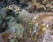 Hawksbill turtle,Tinga-Giri, Lhaviyani Atoll, Maldives. Image.