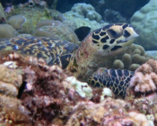 Hawksbill sea turtle, Tinga-Giri, Lhaviyani Atoll, Maldives. Image.