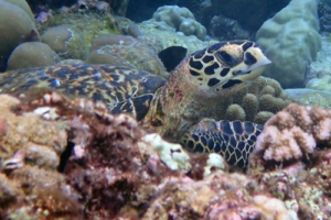 Igeia, hawksbill, adopted. Hawksbill sea turtle, Tinga-Giri, Lhaviyani Atoll, Maldives. Image.