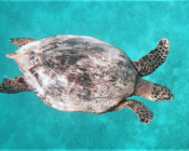 Hawksbill turtle swimming in azure waters, Lhaviyani Atoll, Maldives. Image.