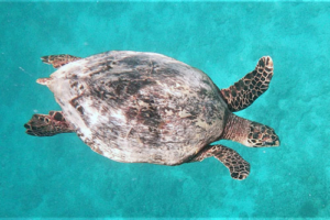 Alenia, hawksbill, adopted for Selina by Karin Hawksbill turtle swimming in azure waters, Lhaviyani Atoll, Maldives. Image.