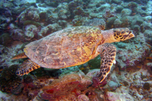 Toots, hawksbill, adopted for Sandra. Hawksbill turtle, Kuredu Caves, Lhaviyani Atoll, Maldives. Image.
