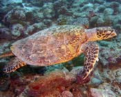 Hawksbill turtle, Kuredu Caves, Lhaviyani Atoll, Maldives. Image.