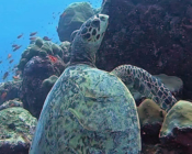 Hawksbill turtle on the reef, Lhaviyani Atoll, Maldives. Image