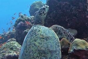 Sophia, hawksbill, adopted for Sophia by Norbert Kuhnig Hawksbill turtle on the reef, Lhaviyani Atoll, Maldives. Image
