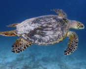 Male hawksbill turtle, long tail, Kuredu Express, Lhaviyani Atoll, MaldivesImage.