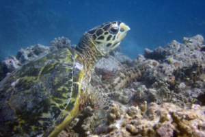Mia, hawksbill, adopted for Mia by Norbert Kuhnig Hawksbill turtle on reef, Coral Garden, Lhaviyani Atoll, Maldives. Image.