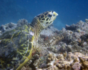 Hawksbill turtle on reef, Coral Garden, Lhaviyani Atoll, Maldives. Image.
