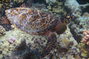 Tootles, hawksbill, adopted for Wayne byJamie Robinson. Hawksbill turtle, Laama Faru Haa, Laamu Atoll, Maldives. Image.