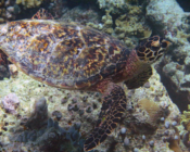 Hawksbill turtle, Laama Faru Haa, Laamu Atoll, Maldives. Image.