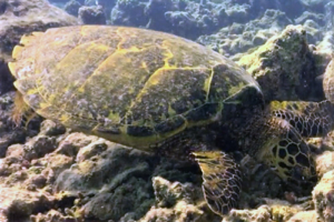 Anne, hawksbill, adopted for Anne Hawksbill turtle, Olhuvelifushi, Lhaviyani, Maldives. Image.