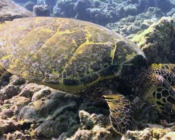 Hawksbill turtle, Olhuvelifushi, Lhaviyani, Maldives. Image.