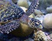 Hawksbill turtle, Zafari, Lhaviyani, Maldives. Image.