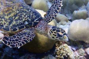 Brian, hawksbill, adopted for Mike by Tabitha Ellams Hawksbill turtle, Zafari, Lhaviyani, Maldives. Image.