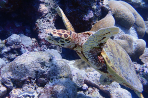 Speedy, hawksbill, for Berit by Stephanie Krüger. Hawksbill turtle, Zafari, Lhaviyani, Maldives. Image.