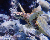 Hawksbill turtle, Zafari, Lhaviyani, Maldives. Image.