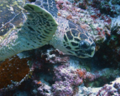 Hawksbill turtle, Latheef, Lhaviyani, Maldives. Image.