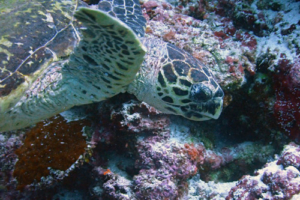 Tamanu, hawksbill, adopted by Tamara & Manuel. Hawksbill turtle, Latheef, Lhaviyani, Maldives. Image.