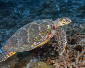 Hawksbill, Hithadhoo West, Lamu Atoll, Maldives. Image.