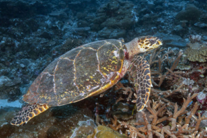 Lucy, hawksbill, adopted Hawksbill, Hithadhoo West, Lamu Atoll, Maldives. Image.