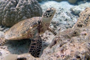 Speedy, hawksbill, adopted by Daniel, Sabine, Laura & Luisa Lachmann Hawksbill, Komandoo Giri, Lhaviyani Atoll, Maldives. Image.