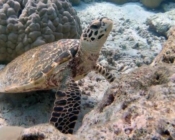 Hawksbill, Komandoo Giri, Lhaviyani Atoll, Maldives. Image.