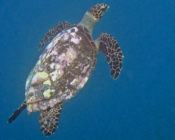 Hawksbill turtle, Makunudhoo Reef, North Malé Atoll, Maldives . Image.