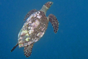 Hope, hawksbill, adopted for Ethan by Jennifer Vannod Hawksbill turtle, Makunudhoo Reef, North Malé Atoll, Maldives . Image.