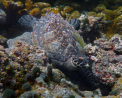 Hawksbill turtle, Makunudhoo Reef, North Malé Atoll, Maldives . Image.