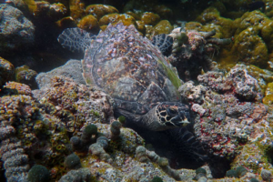 Dorothy, hawksbill, adopted for Anamaria Hawksbill turtle, Makunudhoo Reef, North Malé Atoll, Maldives . Image.