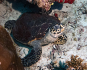 Hawksbill turtle, Isdhoo Muli, Laamu Atoll, Maldives. Image.