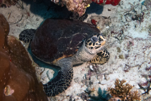 Winton, hawksbill, adopted Hawksbill turtle, Isdhoo Muli, Laamu Atoll, Maldives. Image.