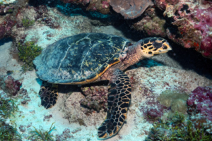 Renuka, hawksbill, adopted for Renuka by Amandine Vuylsteke Hawksbill turtle on reef, Fonadhoo Beyru, Laamu Atoll, Maldives. Image.