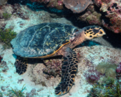 Hawksbill turtle on reef, Fonadhoo Beyru, Laamu Atoll, Maldives. Image.