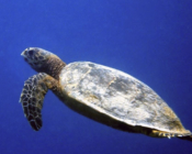 Hawksbill turtle, swimming in the blue, Coral Garden, Laamu atoll, Maldives. Image.